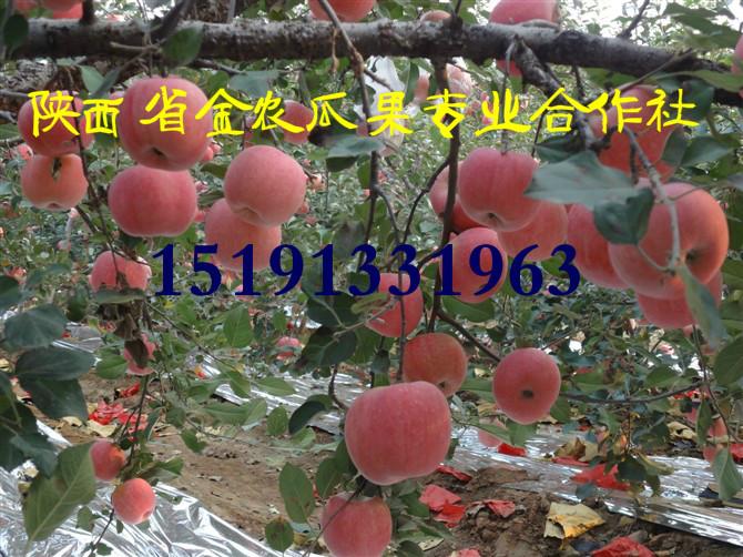 供应陕西洛川红富士苹果价格