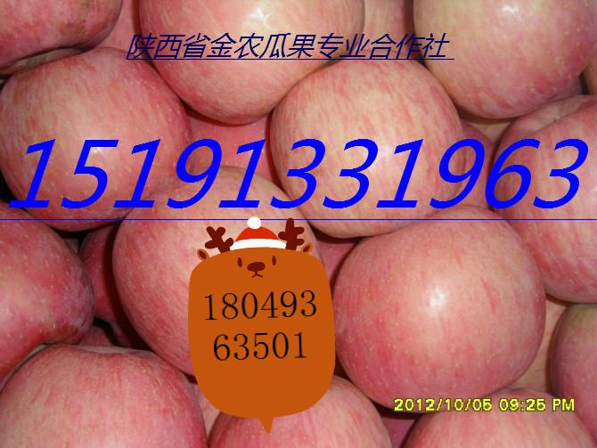 供应陕西纸袋红富士苹果价格