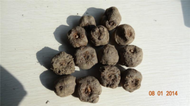供应优质魔芋种子/ 魔芋种子繁殖贮藏方法及运输
