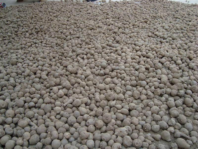 供应优质魔芋种子/ 魔芋种子繁殖贮藏方法及运输