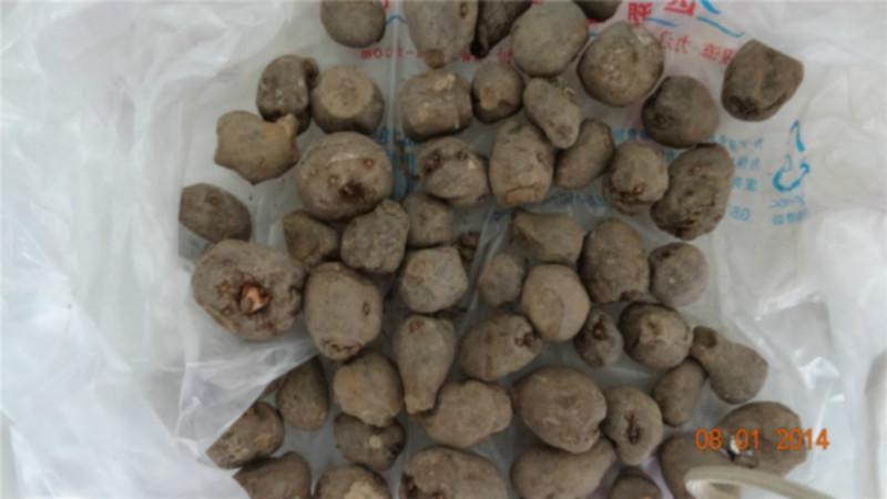 供应魔芋品种—云南魔芋种子批发—云南魔芋种子价格