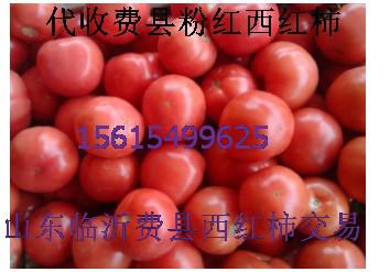 供应用于西红柿生产的山东西红柿费县西红柿粉红西红柿图片