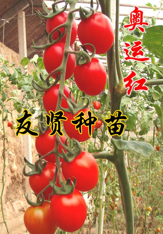 小番茄种子-奥运红