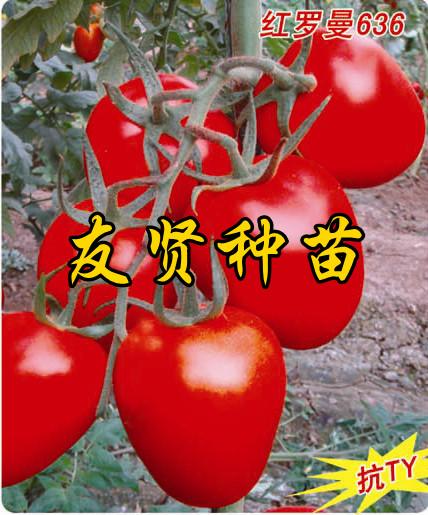 西红柿种子 小西红柿种子 樱桃番茄种子 寿光友贤种业
