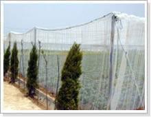供应果树防虫网/蔬菜防虫网/塑料防虫网生产厂家