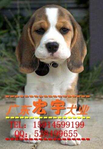 纯种比格犬出售比格比格哪里有卖广州比格犬边度买图片