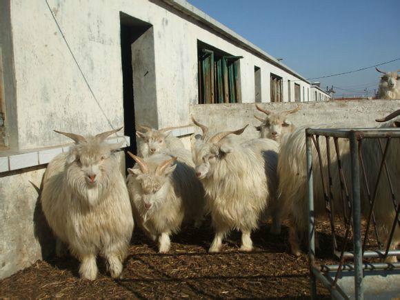 供应绒山羊，供应辽宁绒山羊。