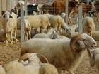 济宁市杜泊丶波尔羊丶萨福克丶利木赞丶厂家山东最便宜种羊质量好