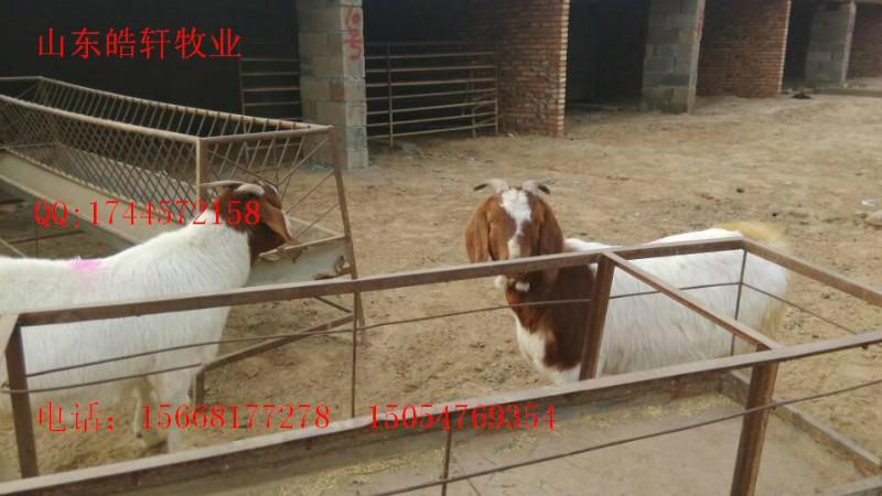 供应西门塔尔牛肉牛养殖技术牛羊价格