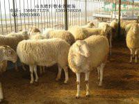 济宁市西门塔尔夏洛莱利木赞波尔山羊厂家出售花生秧草粉