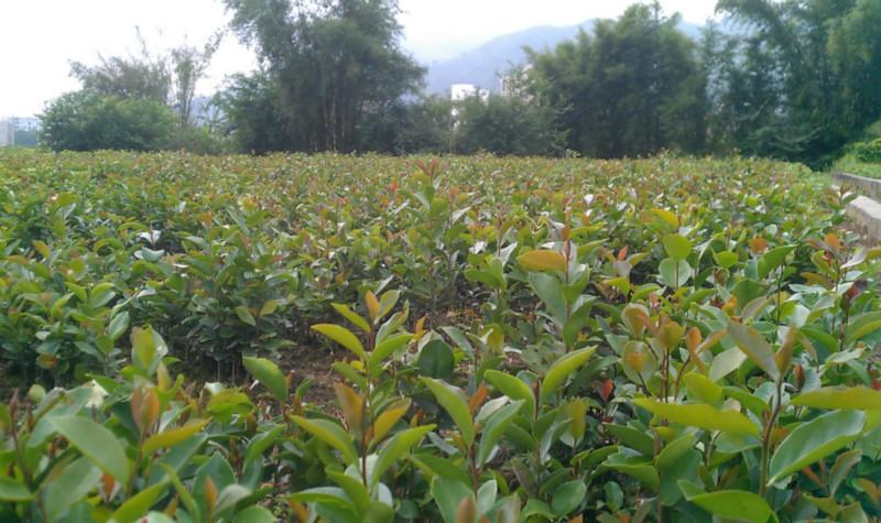 供应软枝油茶实生苗批发，软枝油茶实生苗种植基地，软枝油茶实生苗公司