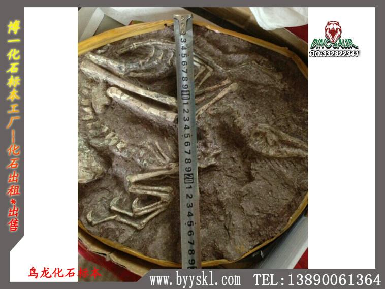 博一供应化石标本出租工厂|恐龙化石骨架生产厂家图片