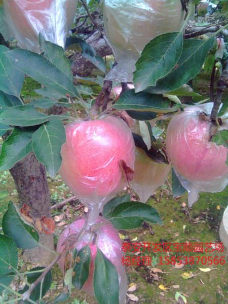 供应优质苹果树苗，苹果树苗品种，山西苹果树批发，哪里卖富士苹果树苗图片