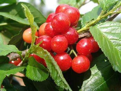 供应樱桃树苗 樱桃树苗什么品种好 山东樱桃树苗种植基地 樱桃树苗价格