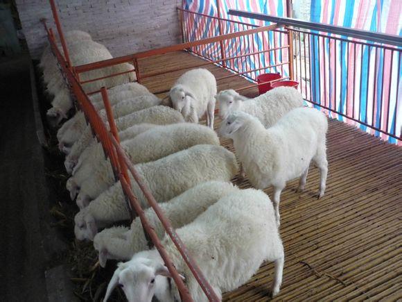 供应羊喂青储饲料精料可以少喂吗，梁山小尾寒羊养殖图片