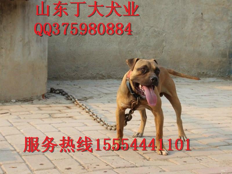 供应广西省比特犬价格比特犬多少钱一只