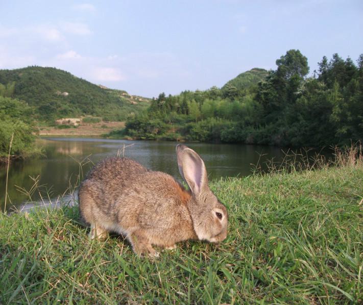 供应湖南獭兔比利时种兔养殖基地
