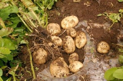 供应荷兰7号土豆种子/脱毒土豆种子价格/荷兰土豆种子批发厂家图片