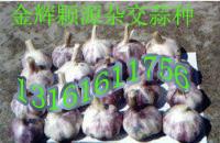 供应大蒜种子北京最便宜的大蒜种子厂家