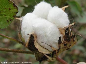供应中棉所45棉花种子价格优质高产棉花种子北京棉花种子总公司