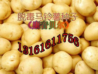 供应黄皮白肉康音贝尔土豆种子高产土豆种子销售中心图片