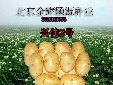 供应土豆种子兴佳2号优质高产荷兰马铃薯种批发价