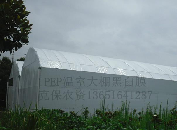 供应塑料薄膜温室农膜大棚黑白膜适用于家禽养殖棚，食用菌种植大棚