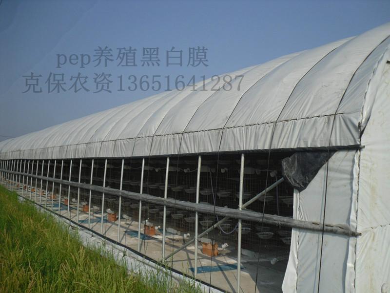 供应农用黑白膜适用于温室大棚覆盖，黑白膜两色防晒降温，效果明显