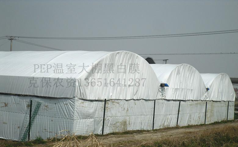 上海市塑料薄膜温室农膜大棚黑白膜厂家供应塑料薄膜温室农膜大棚黑白膜适用于家禽养殖棚，食用菌种植大棚