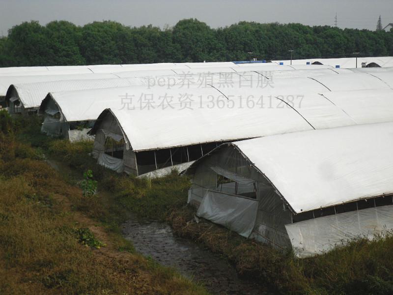上海市农用黑白膜厂家供应农用黑白膜适用于温室大棚覆盖，黑白膜两色防晒降温，效果明显