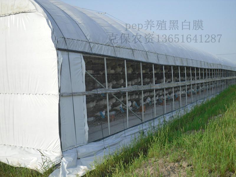 供应家禽养殖黑白膜，厚度14丝含茂金属，防晒降温，包用5-6年图片