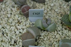 供应形似石头的植物--生石花