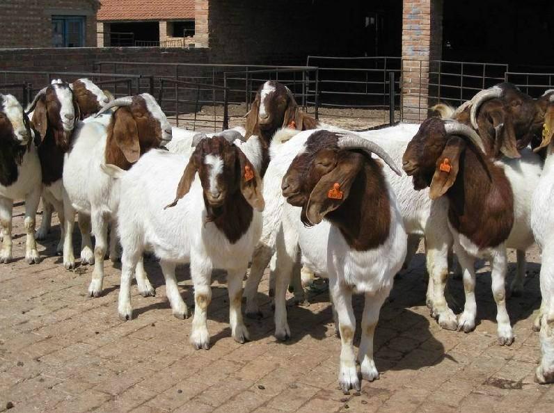 供应养羊的利润是多少？什么地方有波尔山羊养殖场18865043566图片