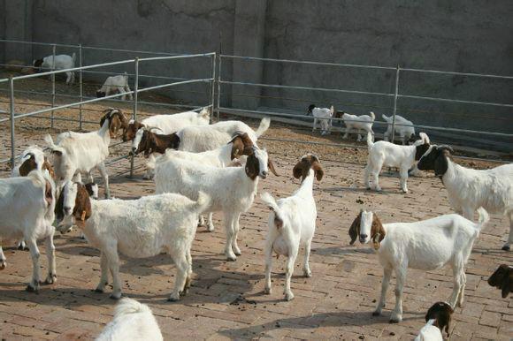 供应养羊的利润是多少哪里有卖纯种波尔山羊