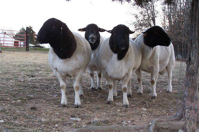 圈养羊帮养殖羊8如何圈养羊、如何圈养羊？帮我分析下图片