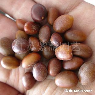 供应皂角树种子皂荚种子可制作药材种子山皂角种子