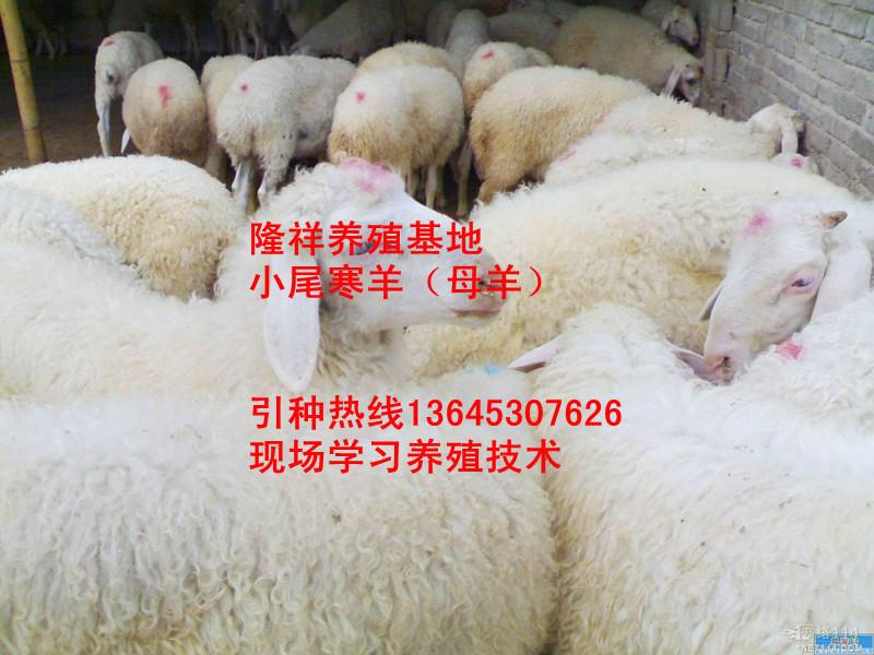 供应绵羊养殖-小尾寒羊-杜泊羊出售图片
