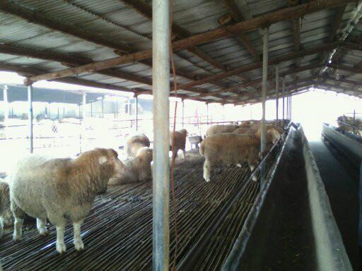 供应杜泊羊养殖户/养殖优质肉羊图片