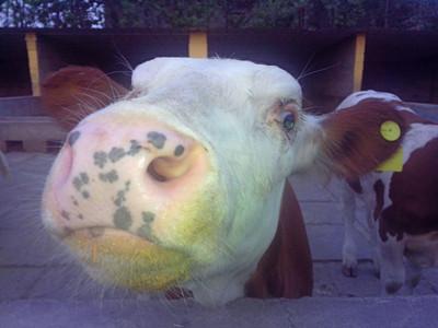 供应犊牛饲养管理-西门塔尔牛养殖场图片