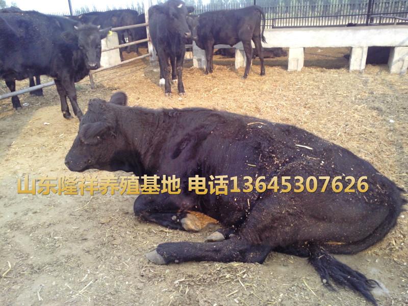 供应渤海黑牛-鲁西黄牛育肥图片