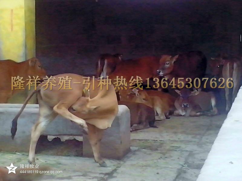 供应鲁西黄牛全国供应-西门塔尔牛价格图片