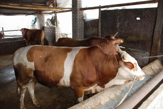 供应养西门塔尔牛效益如何-利木赞牛