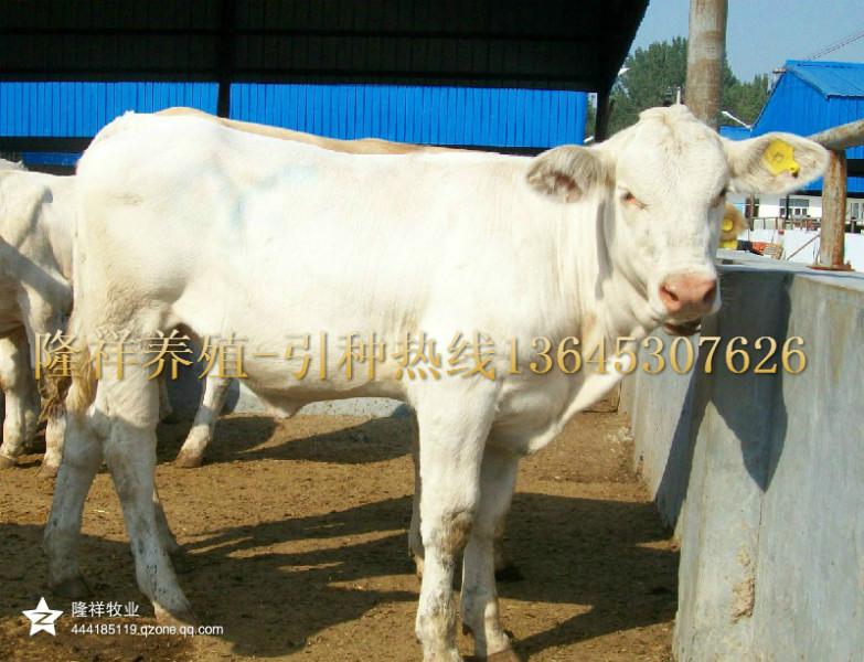 供应育肥牛价格-夏洛莱牛养殖供应