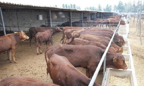 供应利木赞牛种牛出售-肉牛养殖场