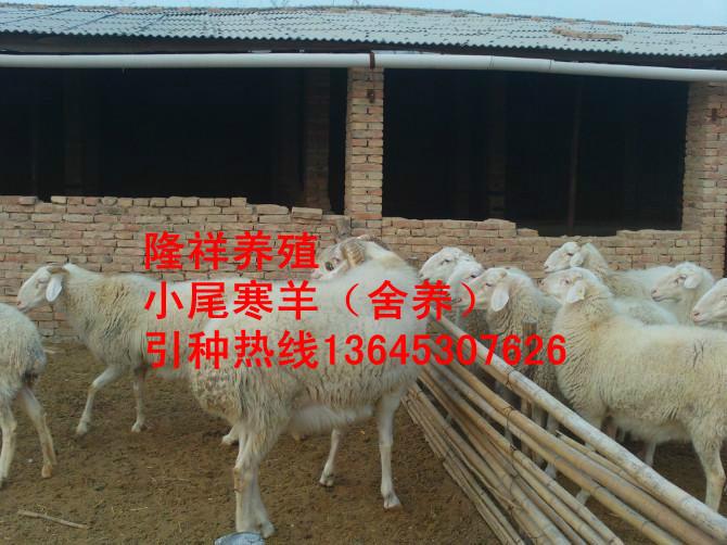 供应小尾寒羊种羊价格-绵羊养殖