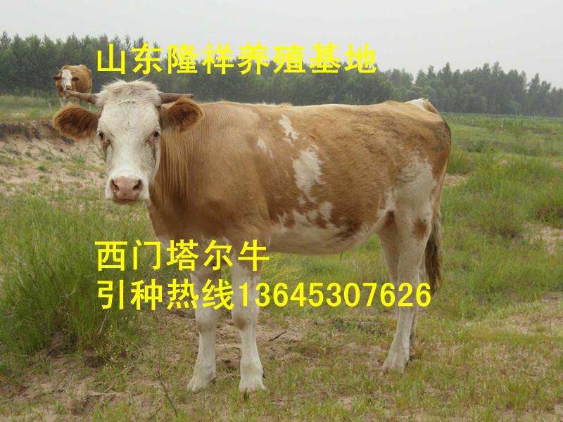 供应育肥牛—西门塔尔牛