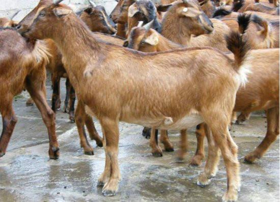 供应亚洲黄羊供应商-波尔山羊养殖场-肉羊时时价格