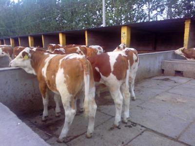 供应江苏西门塔尔牛供应商-养牛场-鲁西黄牛供应