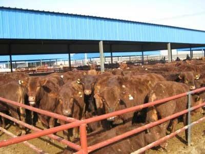 供应肉牛--肉牛价格低-利木赞牛价格图片
