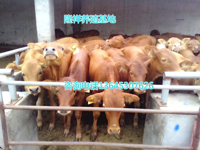 供应肉牛养殖周期-鲁西黄牛供应
